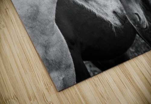 Icelandic horses black and white DELPHIMAGES puzzle