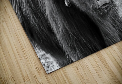 Young Highland Cow Portrait Black And White Deb Oppermann puzzle