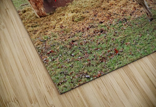 Straw For The Highland Cows Deb Oppermann puzzle