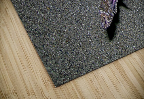 Sphinx Moth Mark Killion puzzle