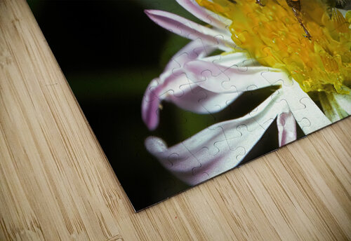 Honey Bee on Aster by Gene Killion 1980  Mark Killion puzzle