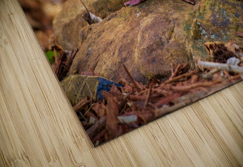 Mourning Dove on a Rock Jason Fink puzzle