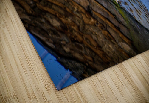 Juvenile Sharp Shinned Hawk Peaking Jason Fink puzzle