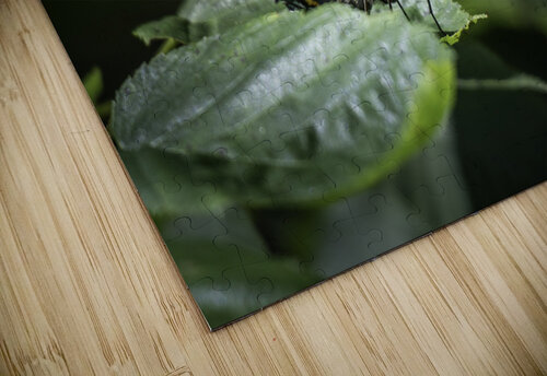 Red Spotted Purple Admiral Butterfly Jason Fink puzzle