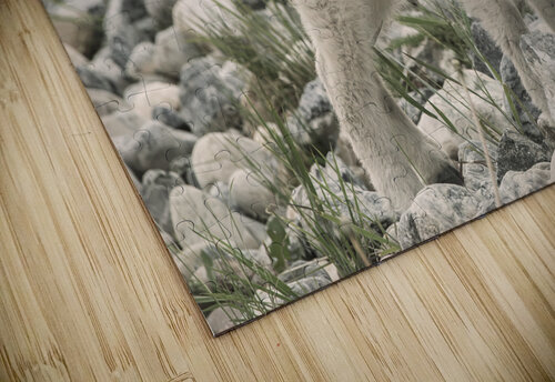 The Innocence of a Baby White Goat: Stunning Photography Caio Paagman Photography puzzle