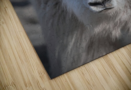 Majestic Close-Up: White Mountain Goat Portrait Caio Paagman Photography puzzle