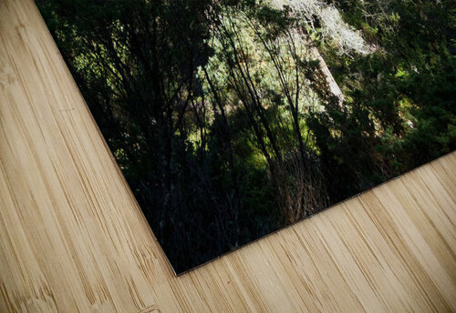 Forests Light and Shadow Play in the Scottish Highlands  Catriona Roberts Nature Photography and Designs puzzle