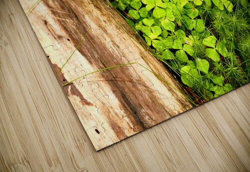 Scenes from the Trail-Natures Summer Wonders in the Scottish Highlands Catriona Roberts Nature Photography and Designs puzzle