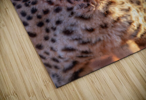 Angry cheetah portrait Namibia                           DELPHIMAGES puzzle