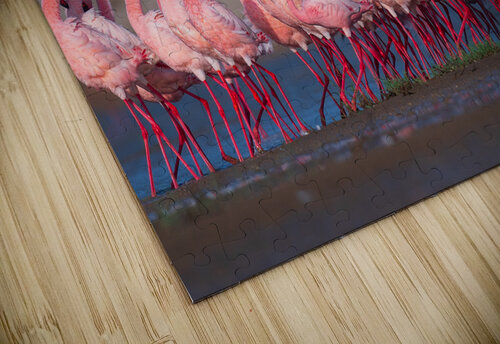 Lesser Flamingos 1 Saswat Mishra puzzle