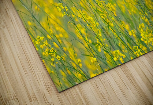 Strawberry Finch 6 Saswat Mishra puzzle