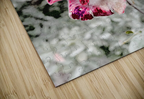 Abstract Rose Garden Catriona Roberts Nature Photography and Designs puzzle