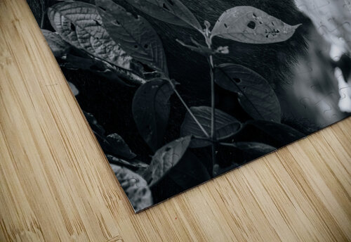 Lookin to the Sky B&W Nate Solo puzzle