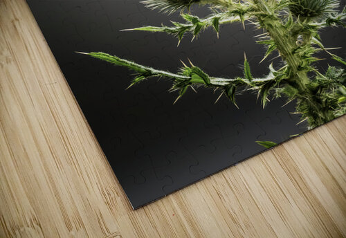 Scottish Thistle Thea Menagh puzzle