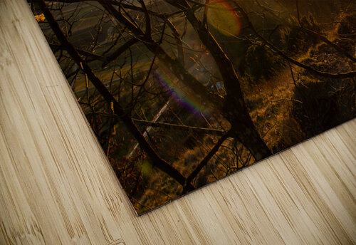 Setting sun shining through the branches of a beautiful old tree in front of countryside  caladoart puzzle