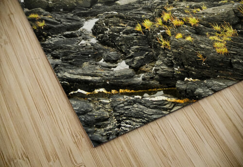 Botanical Beach 02 Kevin MacTavish puzzle