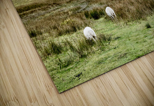 Kilchurn Castle Kevin MacTavish puzzle