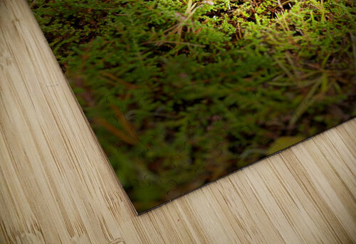 Scenes from the Trail- Rest Catriona Roberts Nature Photography and Designs puzzle