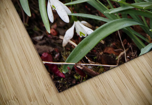  Natures Snowdrops                                                                                                                     Catriona Roberts Nature Photography and Designs puzzle