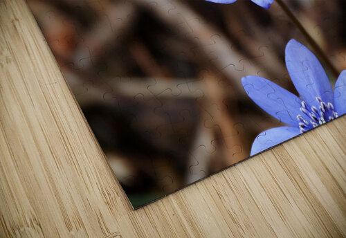 Edinburghs Blue Surprise                                                                                                                      Catriona Roberts Nature Photography and Designs puzzle