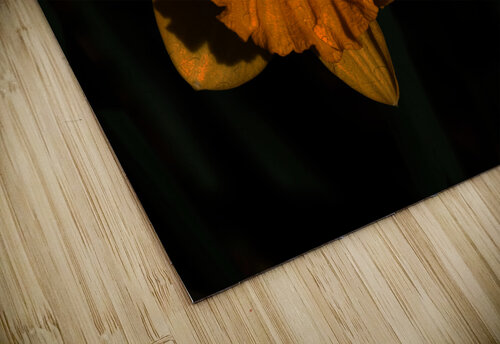 Daffodils of Spring                                                                                                                     Catriona Roberts Nature Photography and Designs puzzle