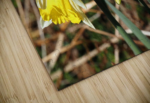 Natures Spring Daffodils                                                                                                                      Catriona Roberts Nature Photography and Designs puzzle