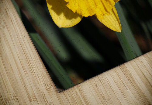 Spring Daffodils                                                                                                                      Catriona Roberts Nature Photography and Designs puzzle