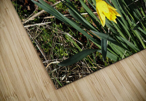  Springs Call for the Scottish Highlands                                                                                                                     Catriona Roberts Nature Photography and Designs puzzle