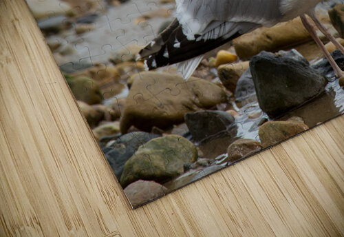 Seagull Pose Katie Pywell puzzle