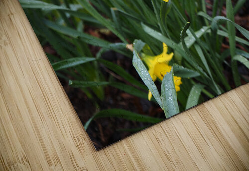Scottish Yellow Daffodils                                                                                                                   Catriona Roberts Nature Photography and Designs puzzle