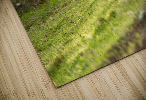 Grooming Duck Katie Pywell puzzle