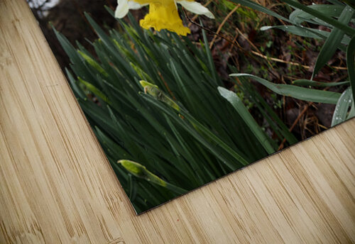  Daffodils Song in the Scottish Highlands                                                                                                                     Catriona Roberts Nature Photography and Designs puzzle