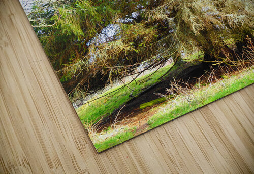 Scottish Highlands Spring Pines                                                                                                                      Catriona Roberts Nature Photography and Designs puzzle