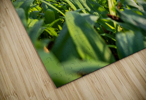 Closeup shot of wild garlic and thimbleweed in the beautiful forest in early spring at sunset caladoart puzzle