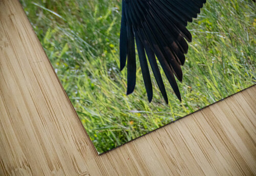 Yellow-billed Stork Dan Hart puzzle