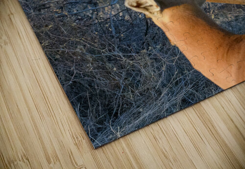 Impala Reflection Dan Hart puzzle