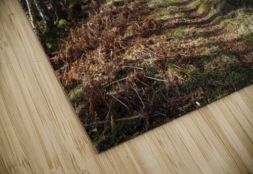 Early April in the Scottish Highlands                                                                                                                   Catriona Roberts Nature Photography and Designs puzzle