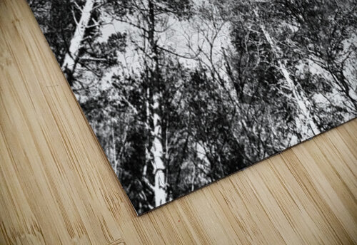 Scottish Highlands Monochrome Forest Canopy                                                                                                                 Catriona Roberts Nature Photography and Designs puzzle