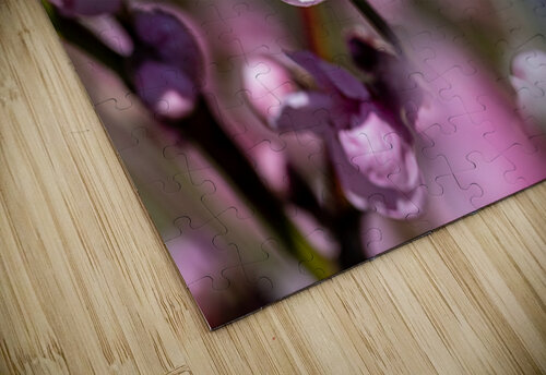Closeup macro shot of beautiful rose peach blossom in spring caladoart puzzle