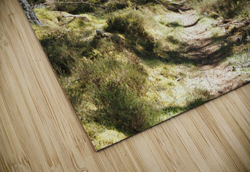 Scottish Highlands Spring Nature Walk                                                                                                                      Catriona Roberts Nature Photography and Designs puzzle