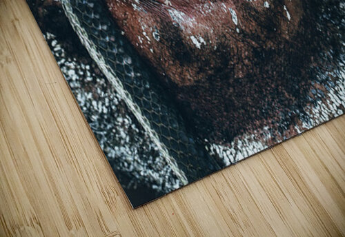 Slither Nate Solo puzzle