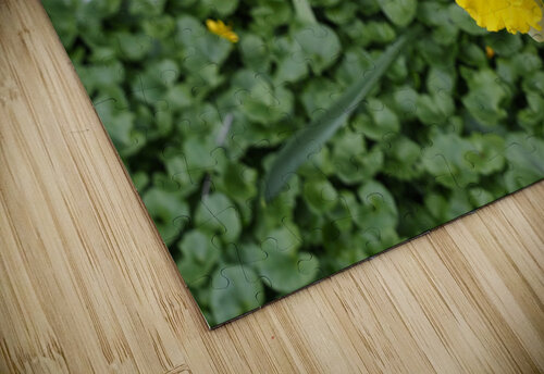 Daffodils in a Sea of Green                                                                                                Catriona Roberts Nature Photography and Designs puzzle