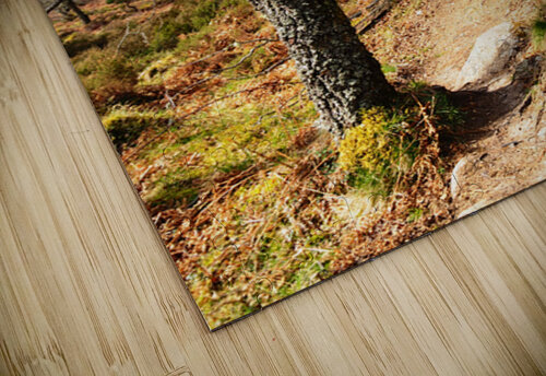 Natures Spring Caress for the Scottish Highlands                                                                                                                      Catriona Roberts Nature Photography and Designs puzzle