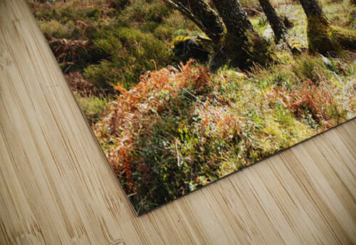 Springs Hello for the Scottish Highlands                                                                                                                      Catriona Roberts Nature Photography and Designs puzzle