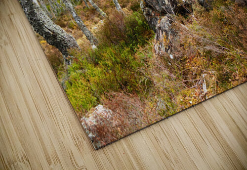 Springs Woodland in the Scottish Highlands                                                                                                                       Catriona Roberts Nature Photography and Designs puzzle