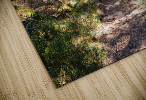 Spring Forest in the Scottish Highlands                                                                                                                      Catriona Roberts Nature Photography and Designs puzzle