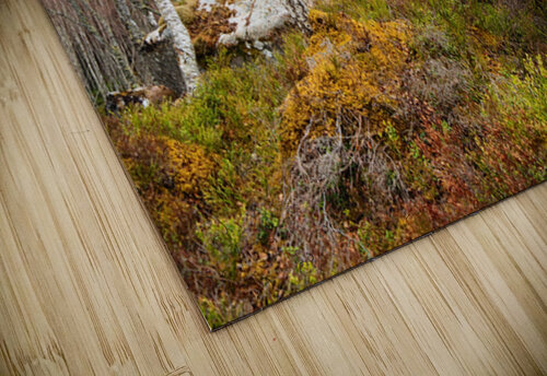   Fairies Delight in the Scottish Highlands                                                                                                                    Catriona Roberts Nature Photography and Designs puzzle