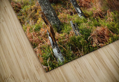  Springs Fairy Dance in the Scottish Highlands                                                                                                                     Catriona Roberts Nature Photography and Designs puzzle