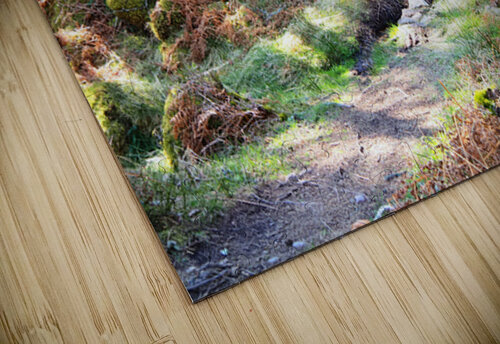 Scenes from the Trail- The Fairies Path                                                                                                                      Catriona Roberts Nature Photography and Designs puzzle