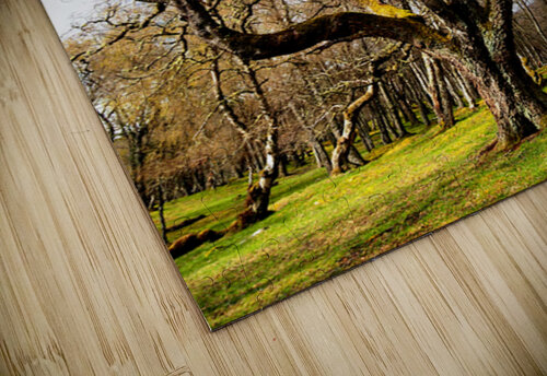  Fairies Labyrinth in the Scottish Highlands                                                                                                                     Catriona Roberts Nature Photography and Designs puzzle